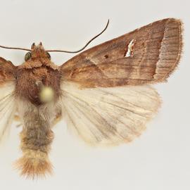  Haliophyle  sp., adult male